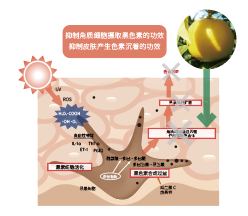 意大利香柠檬(图1)