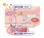 薩馥嵐®-DC(图1)