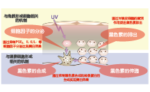 莲籽清萃(图1)
