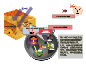桑白皮(图1)