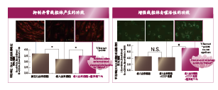 蓮浄美®(图3)