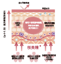 桜美精®(图1)
