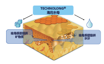 海月水母(图1)
