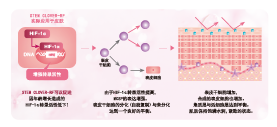 红车轴草花提取物(图1)