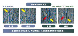 路易波士茶(图3)