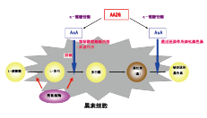 AA2GTM(图2)