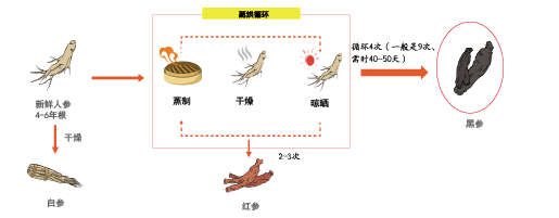 皇御黑参(图1)